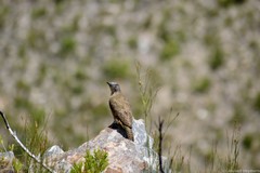 Geocolaptes olivaceus