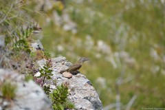 Geocolaptes olivaceus