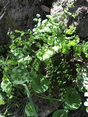 Adiantum jordanii image