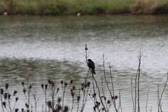 Agelaius phoeniceus