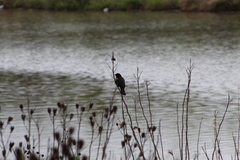 Agelaius phoeniceus