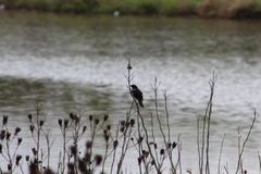 Agelaius phoeniceus