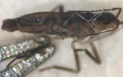 Microvelia albonotata