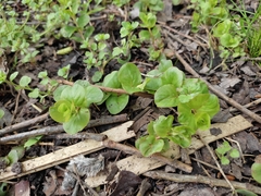 Lysimachia nummularia