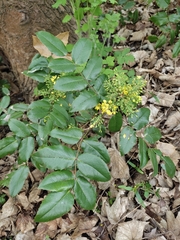 Berberis aquifolium