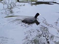Fulica atra