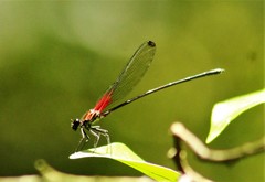 Hetaerina fuscoguttata