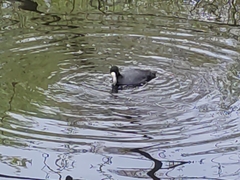 Fulica atra
