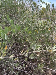 Simmondsia chinensis