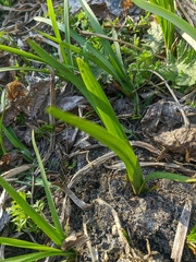 Sparganium erectum