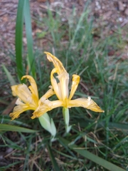 Iris bracteata