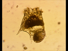 Plationus patulus