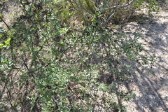 Bulnesia foliosa