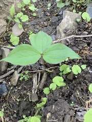 Trillium grandiflorum