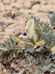 Astragalus eurekensis