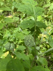Hydrophyllum macrophyllum