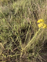 Nidorella hottentotica