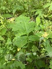 Hydrophyllum macrophyllum