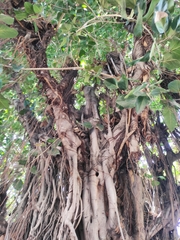 Ficus petiolaris