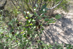 Bulnesia foliosa