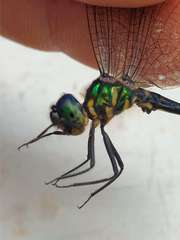 Idomacromia lieftincki