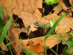 Sceloporus hondurensis