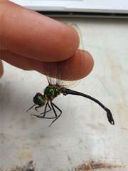 Idomacromia lieftincki