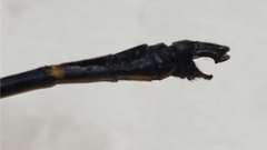 Idomacromia lieftincki