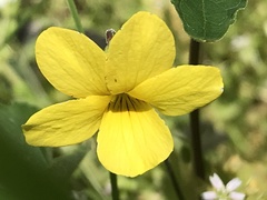 Viola lobata integrifolia