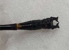 Idomacromia lieftincki