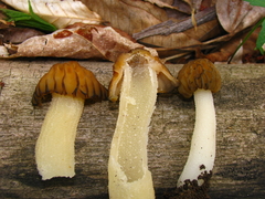Morchella punctipes