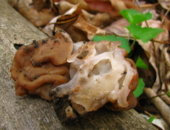 Gyromitra korfii