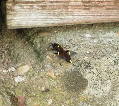 Ichneumon stramentor