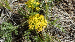 Lomatium foeniculaceum