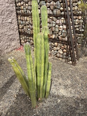 Lophocereus