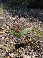 Fritillaria affinis