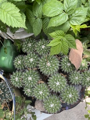 Mammillaria compressa