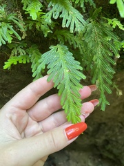 Selaginella delicatula