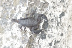 Opisthacanthus capensis