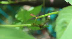 Dasineura parthenocissi