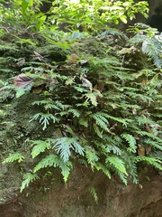 Selaginella delicatula