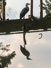 Ardea herodias