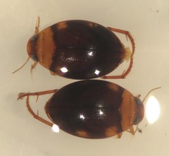 Pachydrus princeps