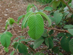 Rubus urticifolius