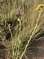 Nidorella hottentotica