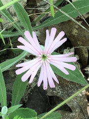Silene hookeri