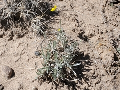 Tetraneuris argentea