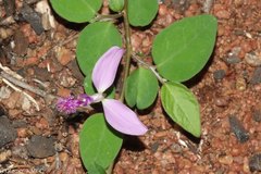Polygala macroptera