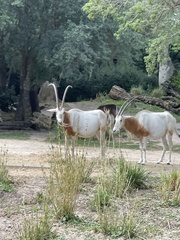 Oryx