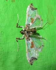 Neoleucinodes elegantalis